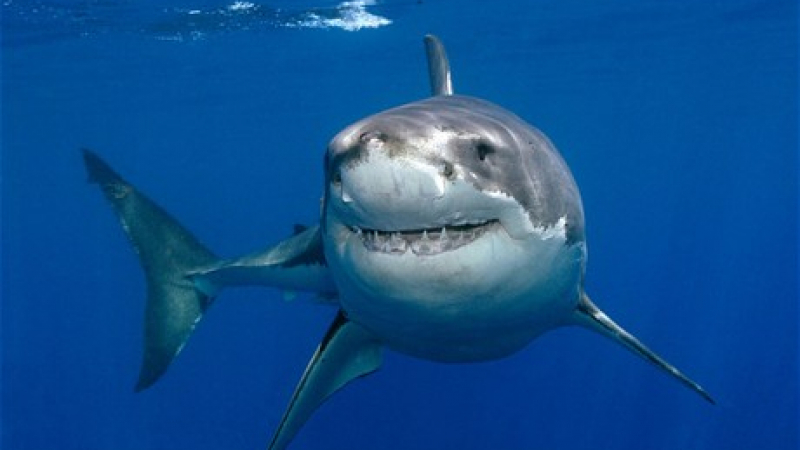 Уникално: Осемгодишно момче хвана 314-килограмова акула ВИДЕО