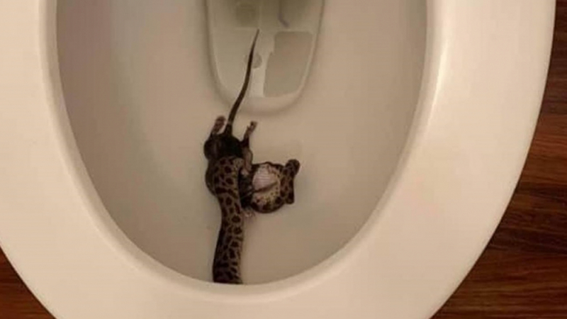 Шокиращи СНИМКИ: Жена видя в тоалетната си питон, който поглъща плъх 
