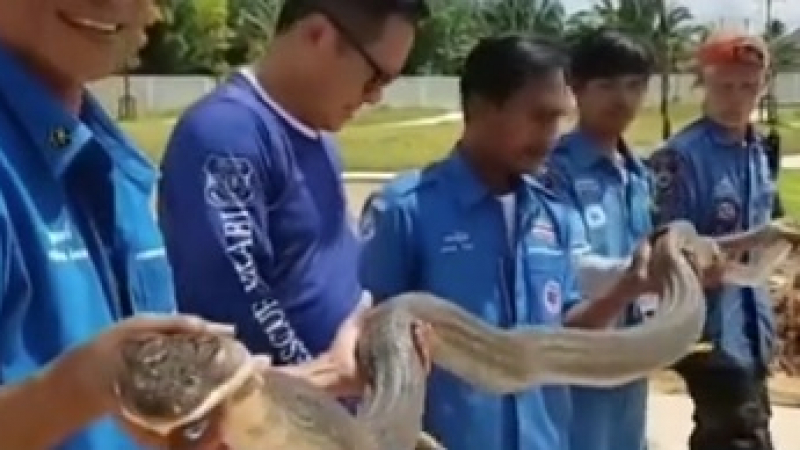 4-метрова кобра втрещи посетители в мол ВИДЕО