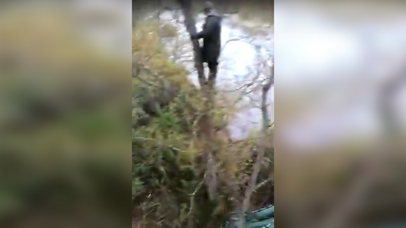 Мечок нападна рибари и ги принуди да се качат на високо дърво ВИДЕО