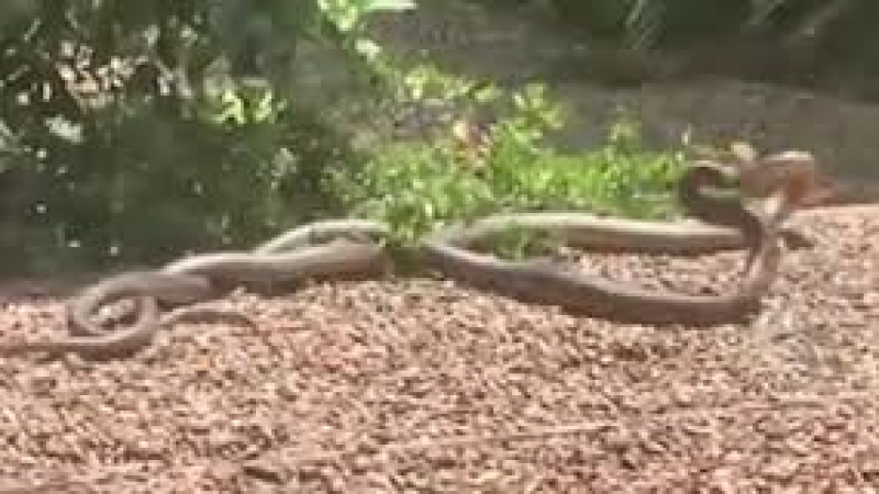 Вижте битката между две изключително отровни змии ВИДЕО