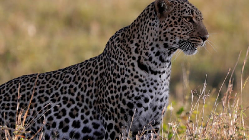 Леопард уби жена и изчезна в храстите
