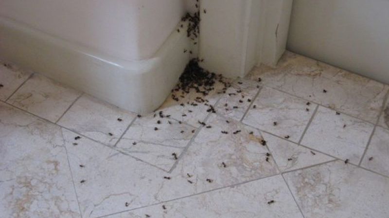 Важна новина за нашествието от мушици в Разград 