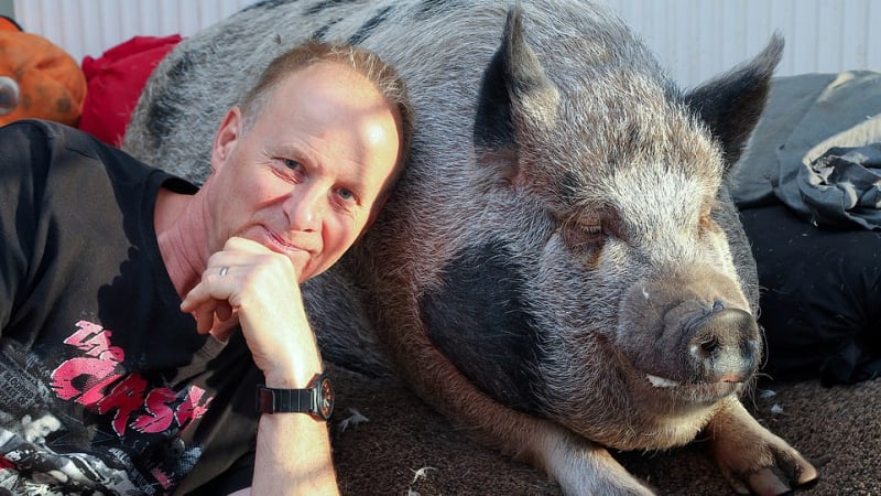 Мъж подари на жена си мини прасенце, но то се оказа обикновена свиня 