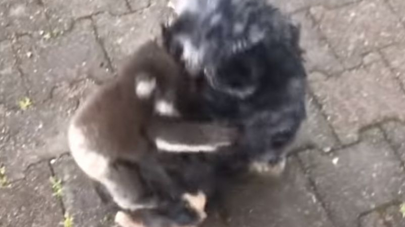Малка коала прие куче за своя майка и трогна интернет ВИДЕО