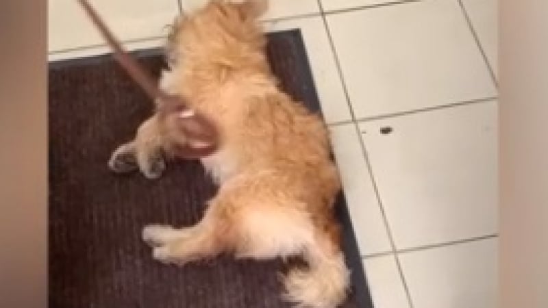 Ветеринар отказа да спаси куче, умиращо пред клиника ВИДЕО