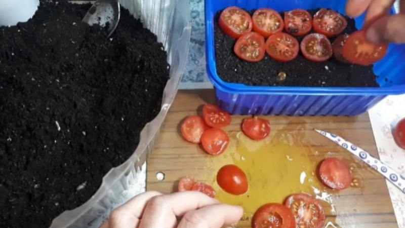 Необичаен начин за засаждане на домати още през есента