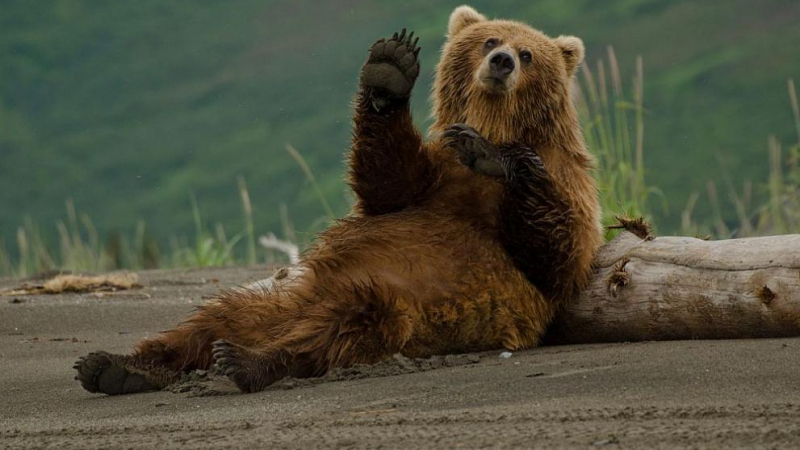 Арестуваха най-опасния бракониер, ял пениси на мечки 