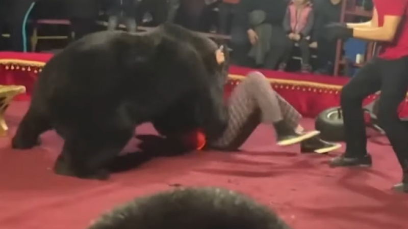 Смразяващо! Мечка нападна дресьора си по време на цирково шоу ВИДЕО