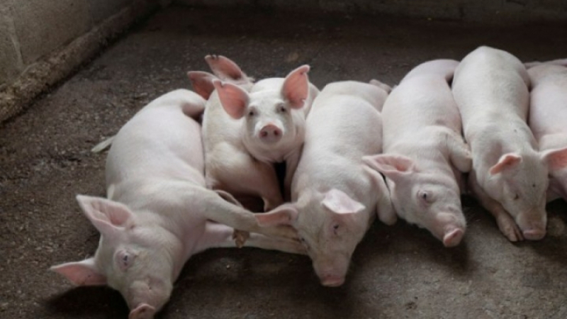 Филипините губят по 20 милиона долара на месец от чумата по свинете