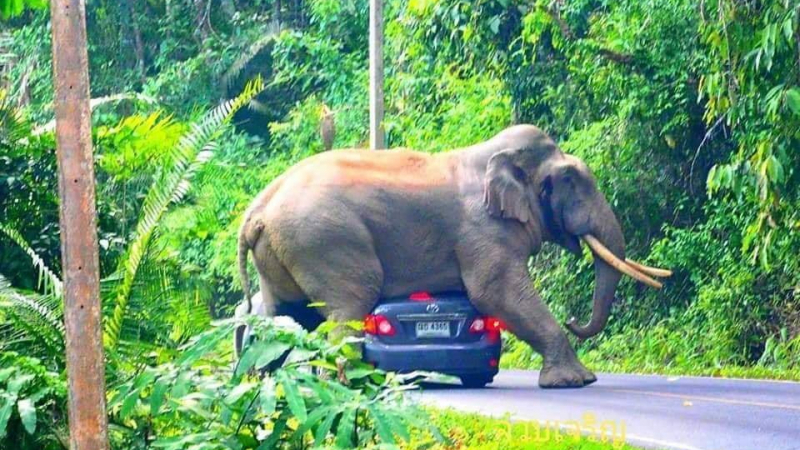 Уникален инцидент: Слон легна върху кола с туристи ВИДЕО