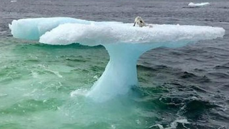 Рибари помислиха, че са забелязали тюлен върху айсберг. Но когато се приближиха, разбраха, че грешат ВИДЕО