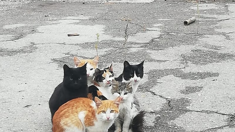 Уникални СНИМКИ на улични котки в София взривиха мрежата
