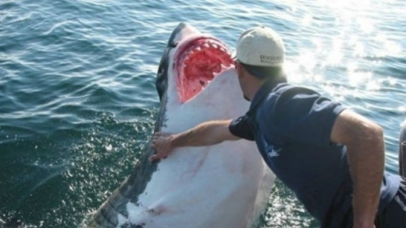 Чудо: Рибар спаси 6-метрова бяла акула и тя не спира да му благодари всеки ден ВИДЕО