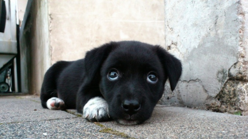 Ветеринар с последни новини за тормозеното от циганина Ангелин кученце  