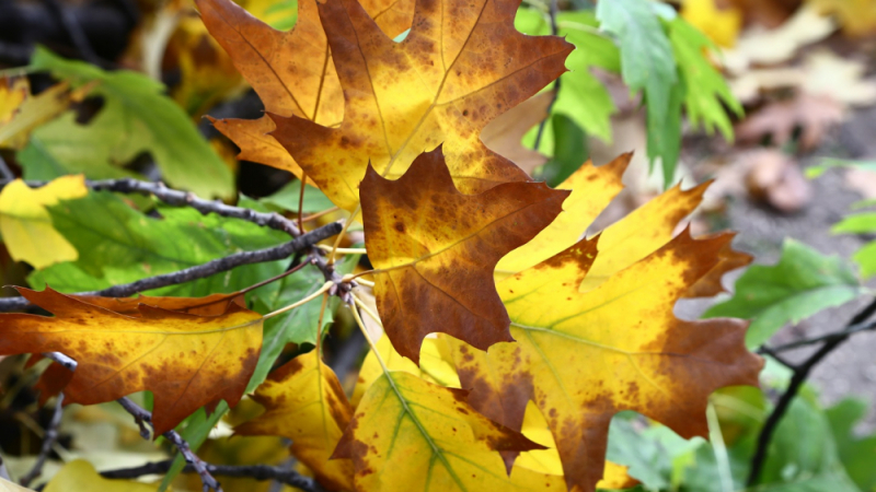 5 неща за есента, които може би не знаете