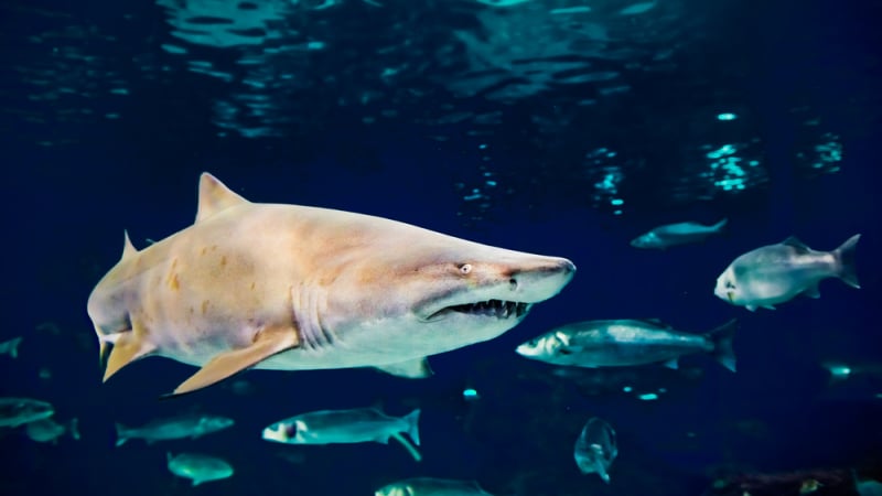 Най-опасната акула в света се появи изненадващо в двор на къща СНИМКА 