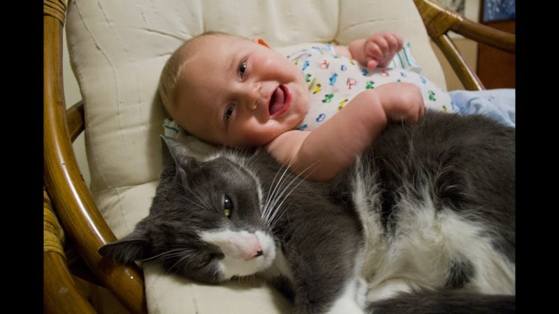Домашна котка извърши невероятно геройство с бебе 