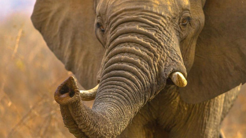 Освирепял слон уби турист в палатката му