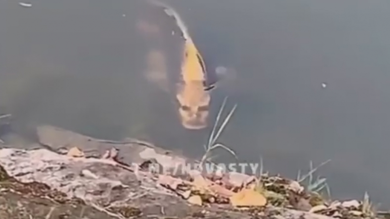 Мутант: Жена засне страховита риба с човешко лице ВИДЕО