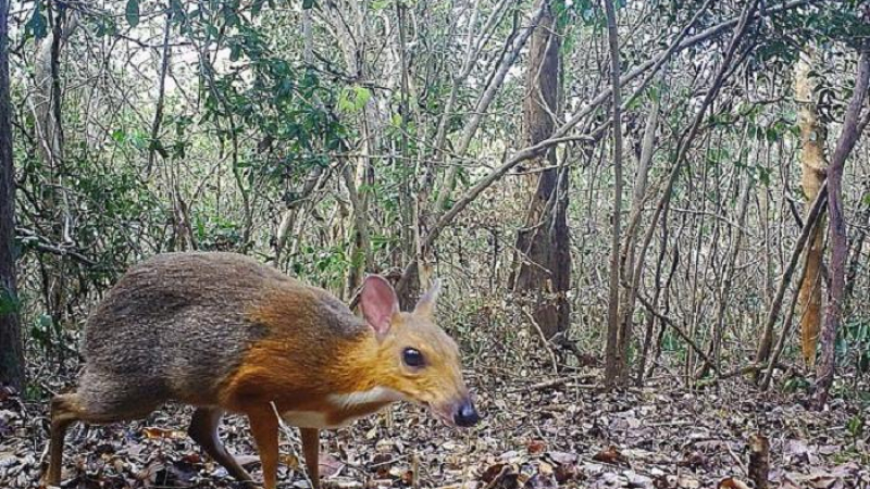 Уникална находка: Откриха живо праисторическо животно в гора СНИМКИ