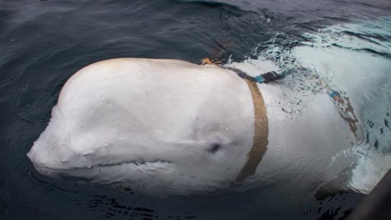 Independent: Шпионин или реабилитолог — на Запад гадаят що за кит играе на топка в открито море