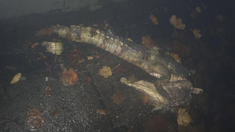 Паника в Ливърпул: Неизвестен хищник разкъса голям крокодил до болница в града