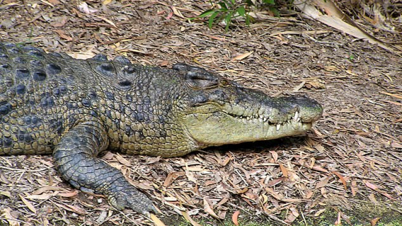 Момче влезе в неравна битка с 4-метров крокодил, за да спаси сестра си СНИМКИ 