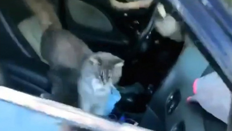 Котки си организираха мега парти в кола, но собственичката дойде.... ВИДЕО