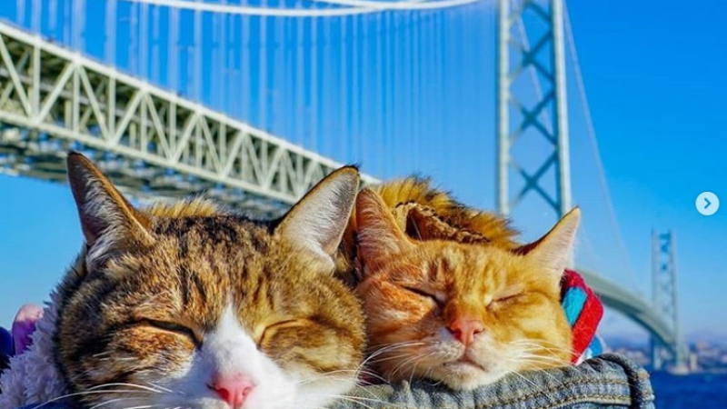 С котки в чантата: Ето как пътувате, когато не искате да оставяте домашните си любимци сами