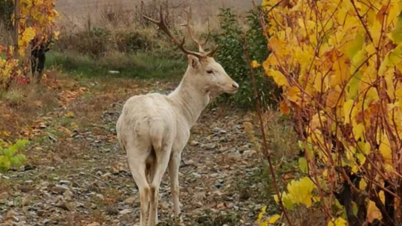 БЛИЦ TV с извънредни новини за белия елен в Карловско, вещаещ невероятна поличба