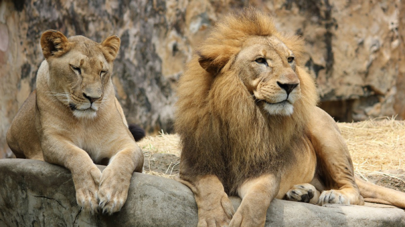 Семейство лъвове разсмя посетителите в зоопарк СНИМКИ