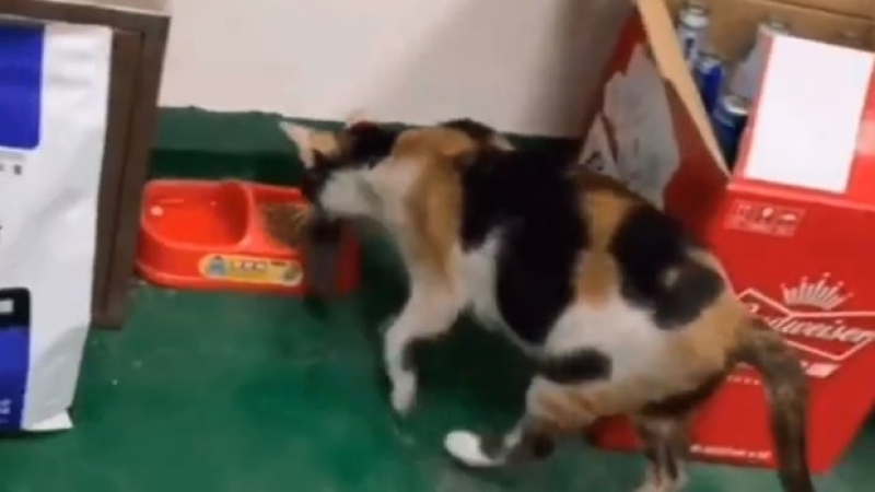 ВИДЕО на котка, която храни мишка от купичката си, стана хит