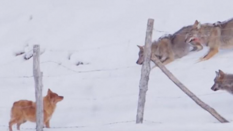  Куче надделя над глутница вълци и успя да се спаси ВИДЕО