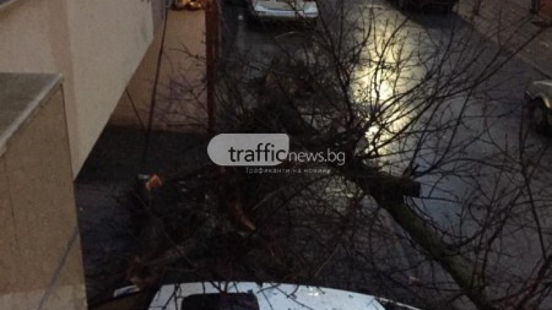 Дърво падна и потроши кола и прозорец в Пловдив СНИМКИ