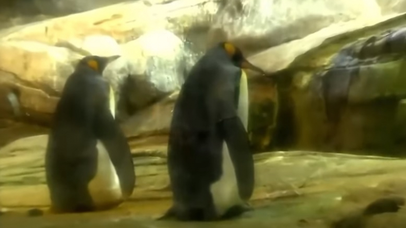 Гей пингвини откраднаха яйце от хетеросексуална двойка и опита да го измъти 