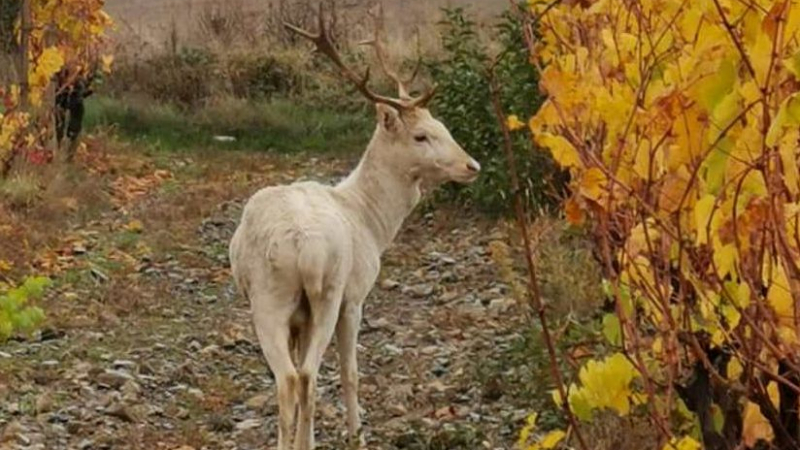 Кошмарна вест за белия елен в Карловско, вещаещ невероятна поличба ВИДЕО