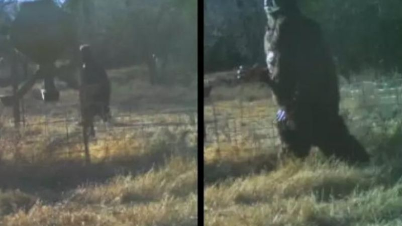 Камера запечата Йети да кръстосва ранчо в Оклахома СНИМКИ