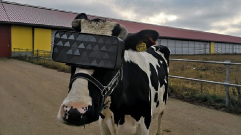 Еврика: Руски крави носят VR очила - дават повече мляко