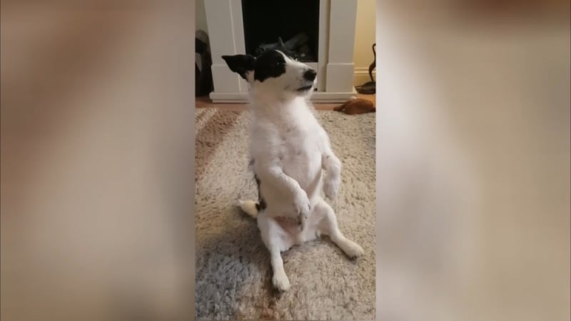 Куче се научи да седи като човек и ужасно му харесва ВИДЕО