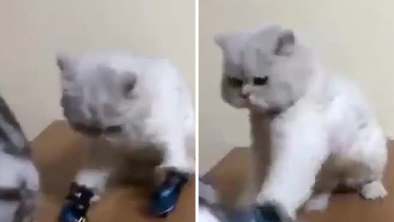Собственик научи котката си да се боксира с ръкавици, вече има пострадал ВИДЕО