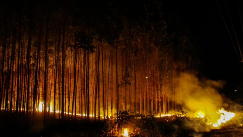 Неочаквани глобални последици от пожарите в Амазония 