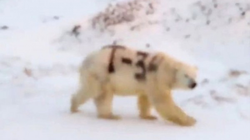 Упоиха полярна мечка и изрисуваха "Т-34" върху нея ВИДЕО
