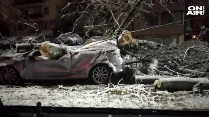 Топола рухна и направи на пестил кола в Пловдив