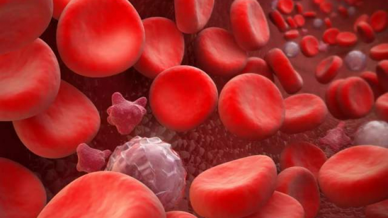 Това е най-опасната кръвна група, установиха учени от Харвард