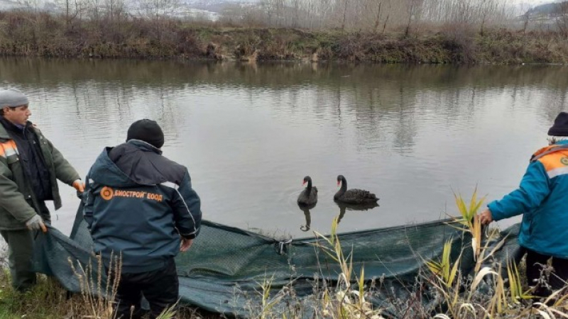 Кръвожаден убиец на лебеди избягна нощна хайка в Благоевград СНИМКИ