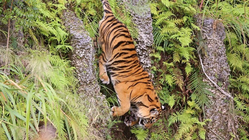 Тигър уби фермер в Индонезия