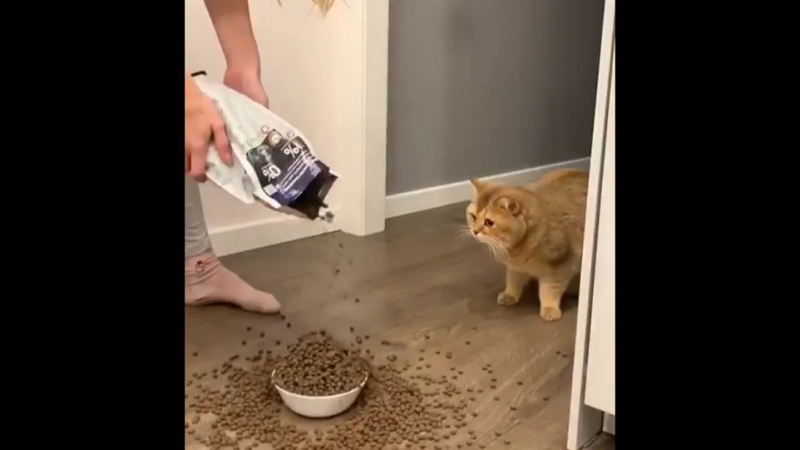 Котка не може да повярва какво стопанката ѝ направи с храната ѝ ВИДЕО