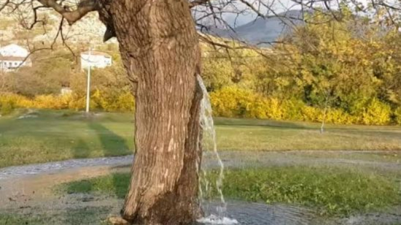 Изумителен феномен - от дърво извира вода СНИМКИ
