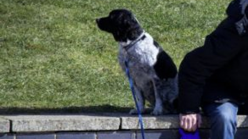 Агресивна мижитурка помля жена, извела кучето си на разходка СНИМКА 18+